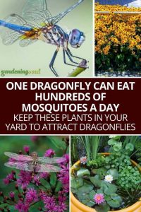 Dragonflies and Mosquitoes