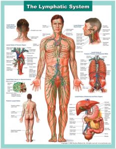 The Lymphatic System