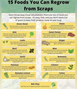 15 Foods To Regrow From Scraps