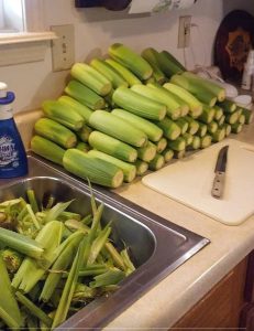 Corn Ready To Freeze