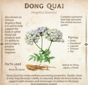 Dong Quai