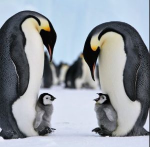 Emperor Penguins