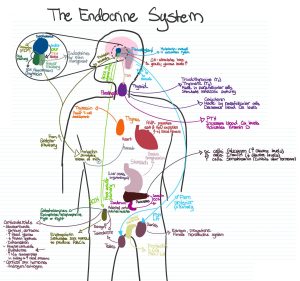 The Endocrine System