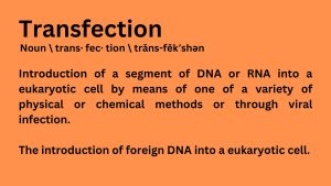 Transfection Defined
