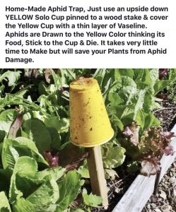 Aphid Trap