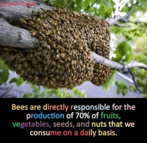 Bees Are Responsible