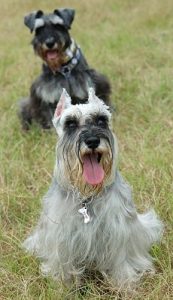 Miniature Schnauzers