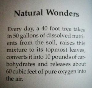 Natural Wonders