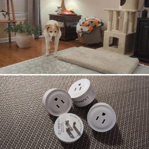 Pets and Smart Outlets