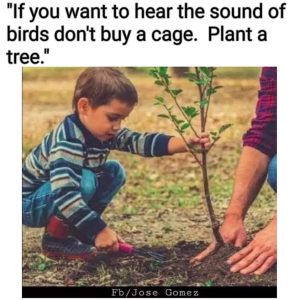 Plant A Tree