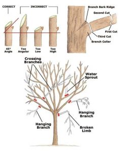 Pruning Tips