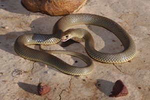 Snake At The Ready
