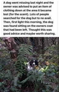When Your Dog Goes Missing