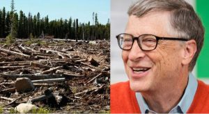Bill Gates and Destroyed Forest