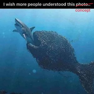 Fish Eating A Shark