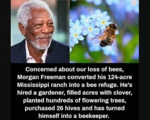 Saving The Bees
