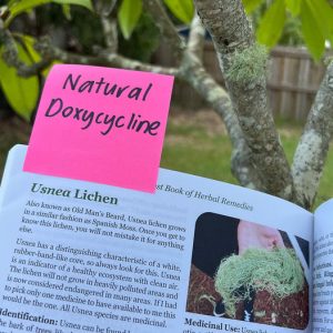 Usnea Lichen