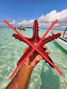 Starfish