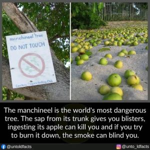 Manchineel