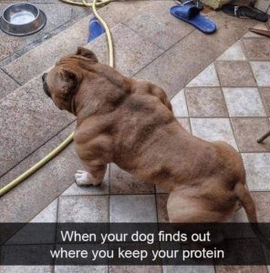 My Dog Found My Protein