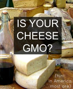 Is Your Cheese GMO?
