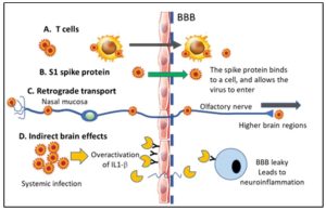 Spike Protein Blood Brain Barrier