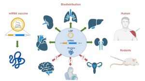 mRNA Biodistribution