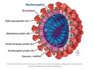 Coronavirus Structure