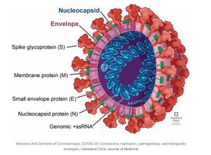 Coronavirus Structure