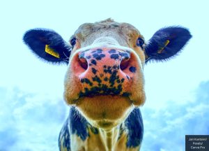 Cow Close Up