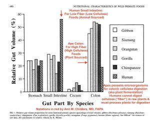 Gut Part By Species