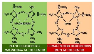 Plants and Humans Alike