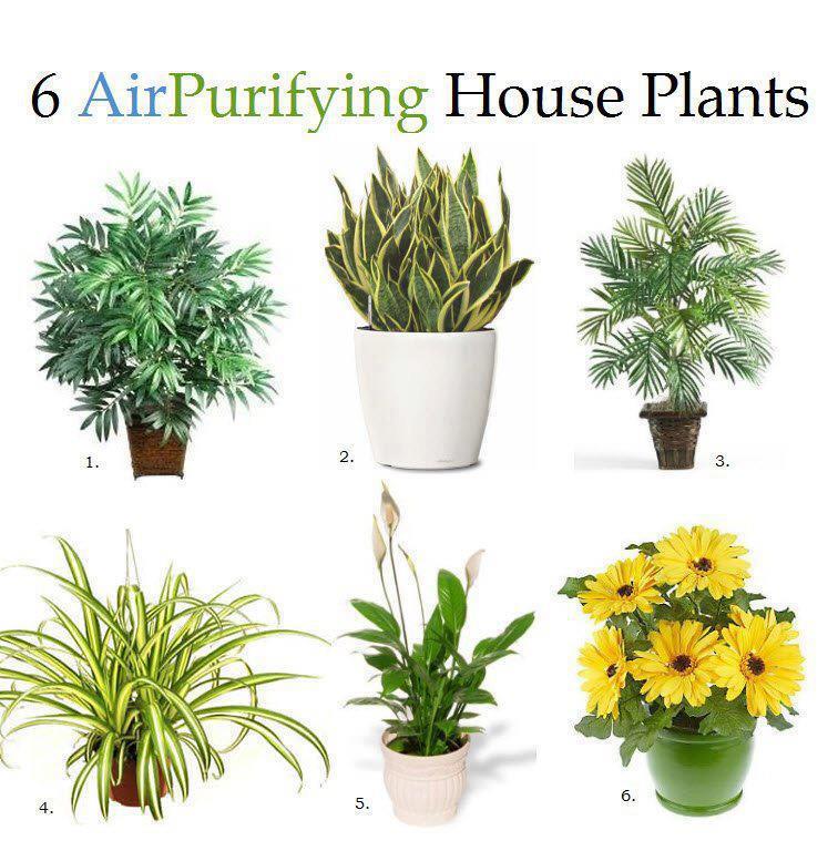 6 Air Purifying House Plants