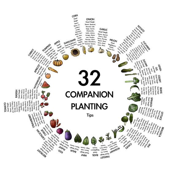 Companion Planting Tips