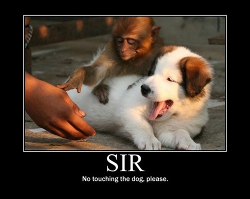 Sir. No Touching The Dog Please