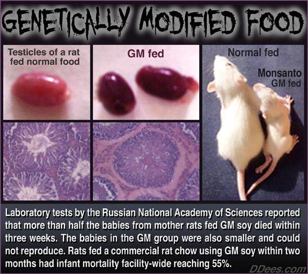 GMO Fed Rats