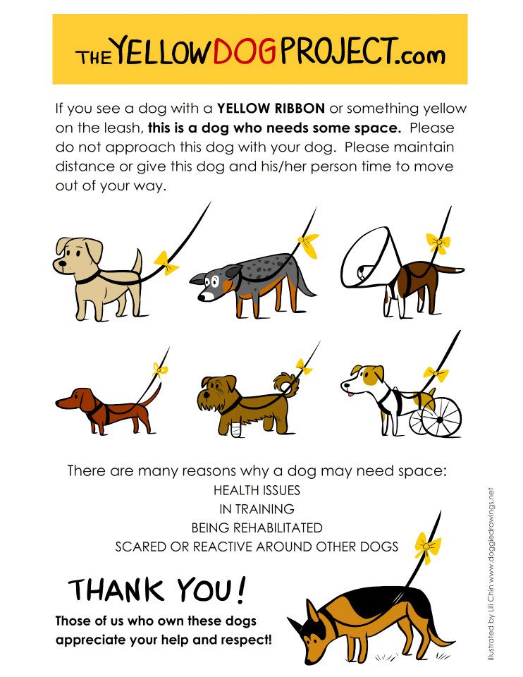 Yellow Dog Project
