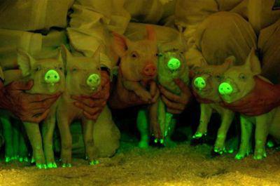 GM Pigs light up under UV light