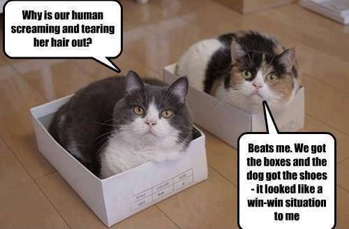 Win Win Cat Talk