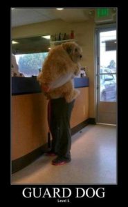 Guard Dog Level 1