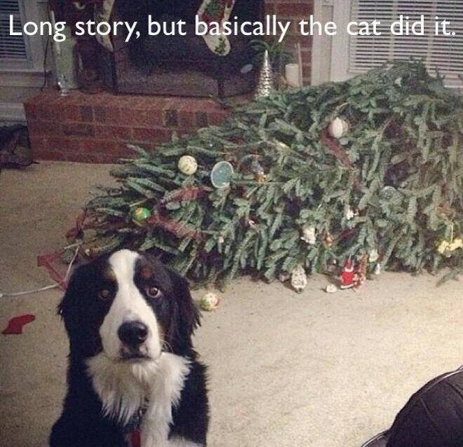 Long story, but basically the cat did it