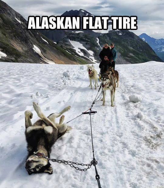 Alaskan Flat Tyre