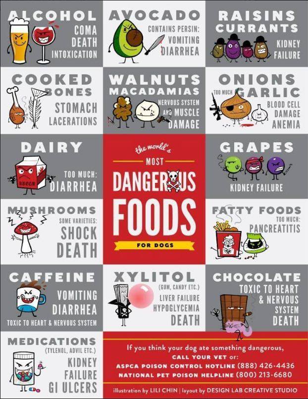 What Is Bad For Your Dog To Eat