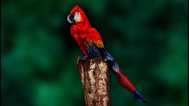 Take A Close Look At This Parrot