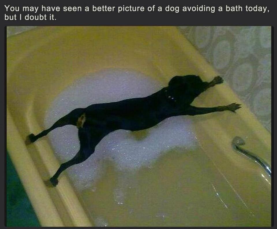 Dog Avoids Bath
