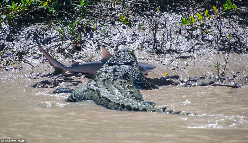 Croc Gets Flake Dinner