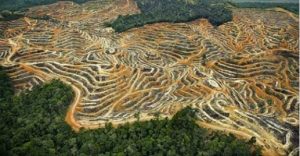 Palm Oil Deforestation