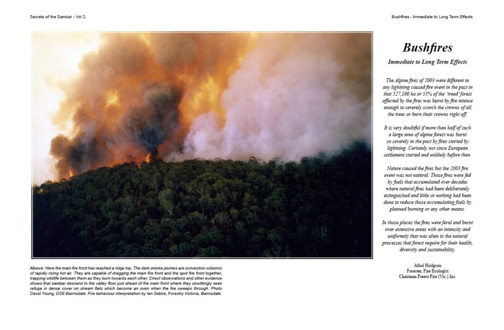 Bushfire Image From Secrets of the Sambar