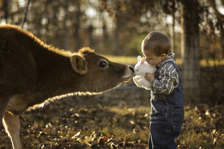 Cow Bunny Boy