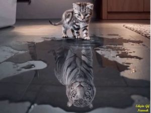 Tiger Reflection